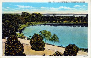 [ American Art ] US Florida - An Orange Grove Among Florida Lakes