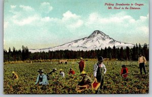 Picking Strawberries  Mt. Hood  Oregon     Postcard   c1915