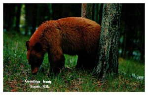 Postcard ANIMAL SCENE Sussex New Brunswick NB AU0414