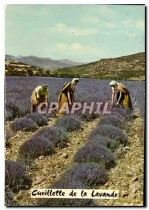 Postcard Modern dew Picking Lavender