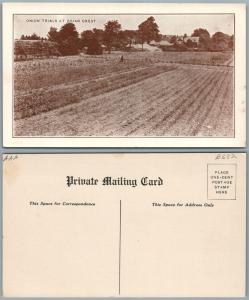 ONION TRIALS AT BRIAR CREST ANTIQUE POSTCARD PRIVATE MAIING CARD