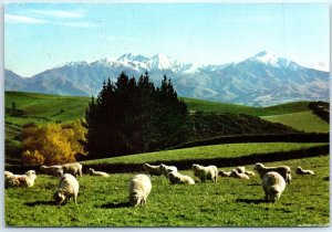 Postcard - The pastoral lands around Geraldine, New Zealand