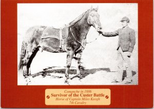 Horse Comanche Survivor of Custer Bighorn Battle Montana Postcard