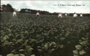 Tobacco Field Near Marion AL c1910 Postcard