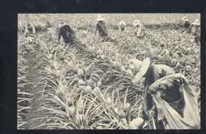 DOLE PINEAPPLE FARMING HAWAII VINTAGE ADVERTISING POSTCARD