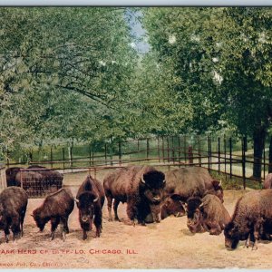 c1900s Chicago, IL Lincoln Park Buffalo Bison Herd PC Petting Zoo VO Hammon A198