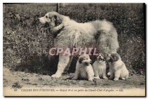 Old Postcard Dogs Pyrenees Gazost 1 and small Kennel club & # 39Argeles Dog