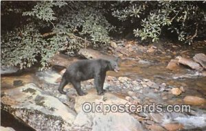 Black Bear Great Smoky Mountains National Park Unused 