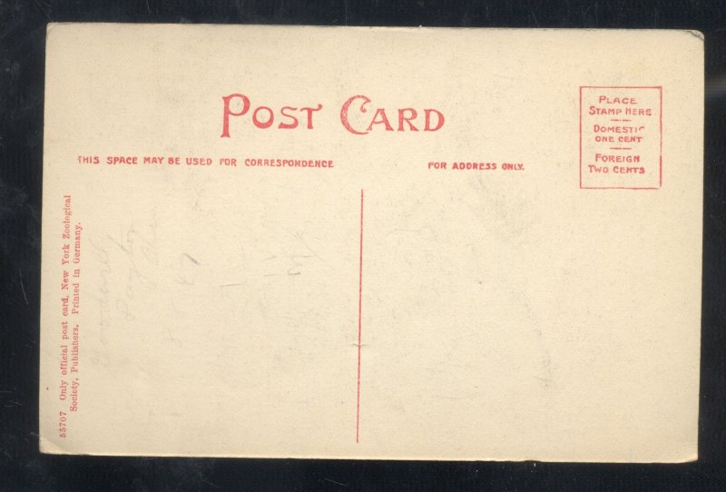 1908 NEW YORK ZOOLOGICAL PARK AMERICAN EAGLE EAGLES VINTAGE POSTCARD