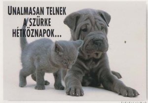 Cat With Hungary Hungarian Bulldog Dog Love Romance Photo Postcard