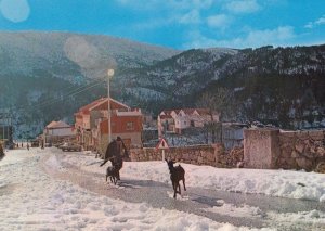 Sabugueiro Roadsign Deer Cattle in Winter Serra Da Estrela Portugal Map Postcard