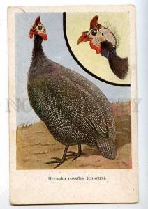 182960 RUSSIA HEN Fowl Blue Vintage IMPERIAL museum