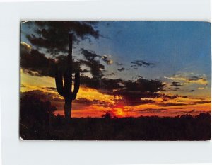 Postcard Sunset Cactus Desert Landscape Trees Plants Nature USA