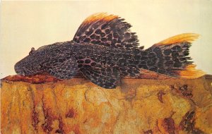 US51 animals fish Stoniella leopardus South America postcard