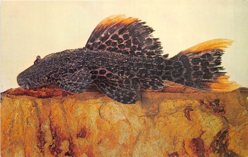 US51 animals fish Stoniella leopardus South America postcard