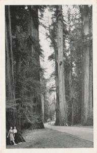 Typical Scene on Redwood Empire System of Highways California-Oegoan-Washington