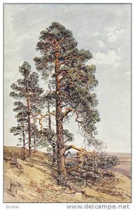 Czech Art Postcard , Tree , 00-10s ; Borovice na strani