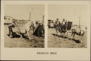 Circus Related? Francis the Mule Sitting on Man Uncle Ezra & Topsy RPPC