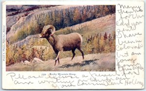 Postcard - Rocky Mountain Sheep - Rocky Mountains