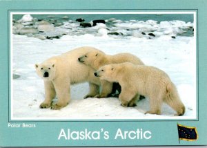 Alaskan Polar Bear and Cubs