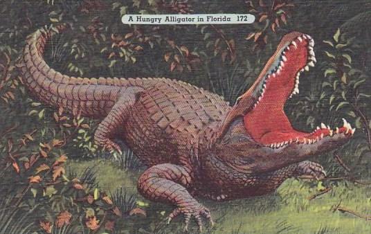 A Hungry Alligator In Florida