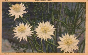 Vintage Postcard Night Blooming Cereus White Petals Flowering Plant