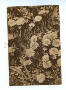 543844 JAPAN Dandelion Flowers Cosmetics ADVERTISING Vintage postcard