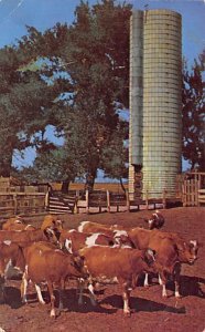 Dairy cows Cows/Cattle 1952 