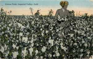 c1915 Postcard; Cotton Field, Imperial Valley CA Agriculture, Best in the US