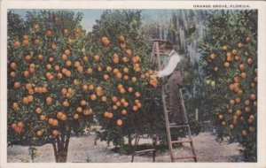 Florida Orange Trees An Orange Grove Curteich