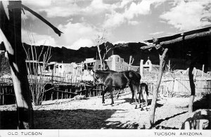 1940s Tucson Arizona Movie Set Tourist Attraction horses RPPC Postcard 25-11410