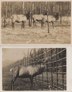 Elks 2x Elk Cervus Elaphus 2x Old Real Photo Postcard s