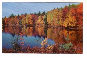 Autumn Leaves, Lake, Greetings from Morehead City, North Carolina,