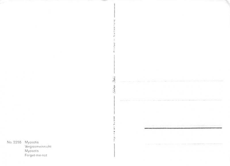 Myosotis - 