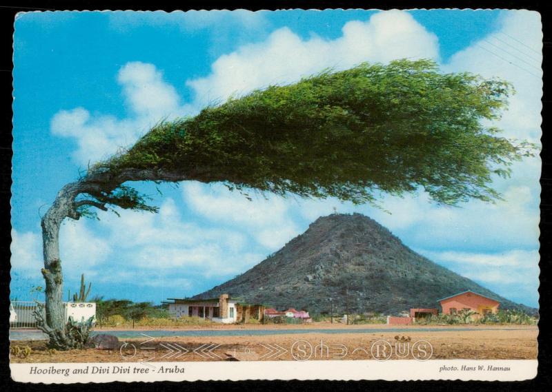 Hooiberg and Divi Divi tree - Aruba