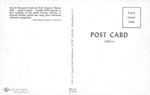 Grant Central Florida, USA Cow Postcard