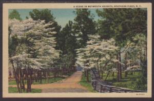A Scene in Weymouth Heights,Southern Pines NC Postcard 