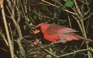 Vintage Postcard Cardinal State Bird Of West Virginia Male Cardinal In The Nest