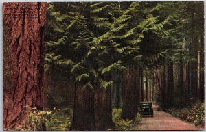 Motor Highway Lined-Trees Big Trunks North Victoria B.C. Canada Postcard