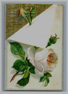 1880s90s Lion Coffee Mocha Java & Rio Woolson Spice Co. White Rose Toledo P80