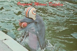 Quarterback Miami Dolphin Fish Seaquarium NFL Hat Rare Postcard