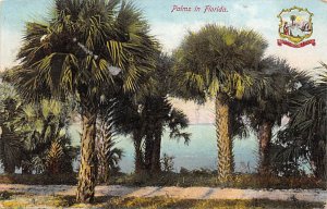 Palms in Florida  Trees FL