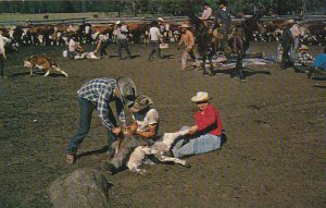 Canada Infield Action On A Cattle Ranch British Columbia