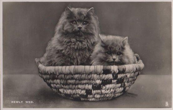 Newly Wed Cats Vintage Real Photo Cat Marriage Postcard