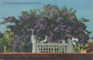 United States an arbor of Purple Bougainvillea in Florida California linen 