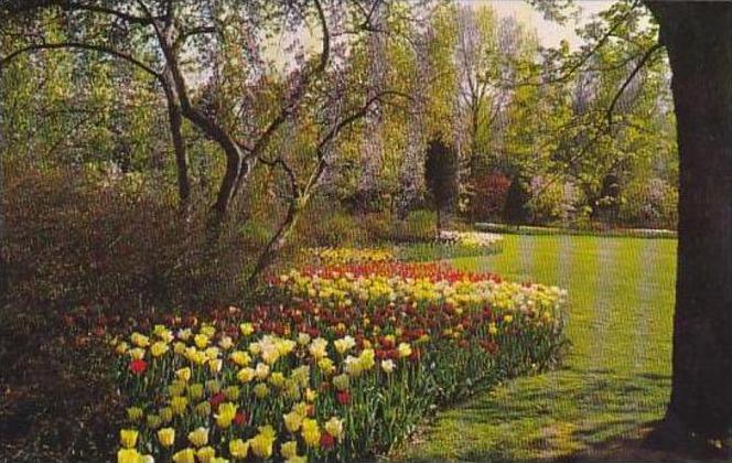 Maryland Baltimore Tulip Time This View Was Taken In Sherwood Gardens