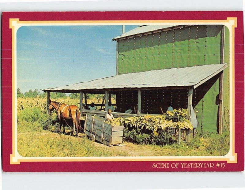 Postcard Tobacco Harvest In The South Scene Of Yesteryear #15 South Carolina USA
