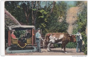 MADEIRA, Portugal, 1900-1910's; Carro De Bois