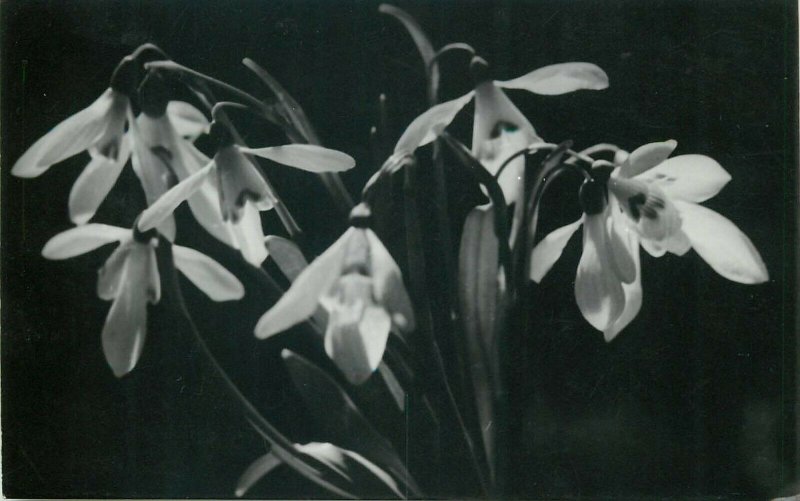 Romania greetings photo postcard snowdrops 