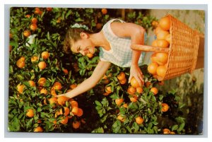 Vintage 1970 Postcard Beautiful Woman Picking Oranges in the Grove Florida